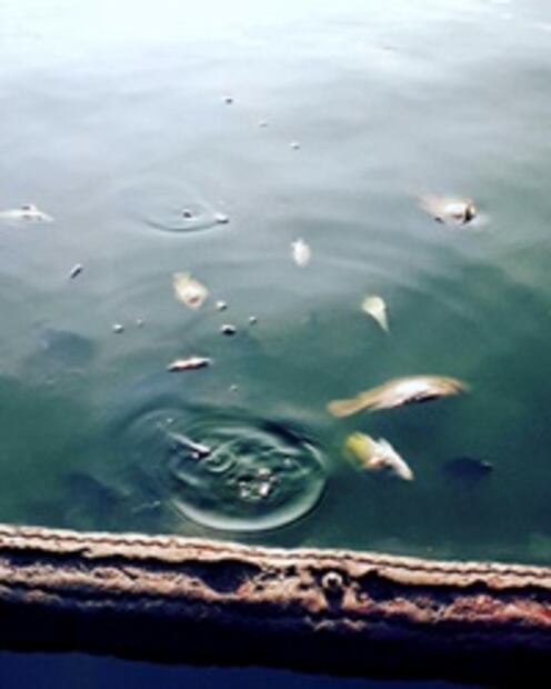 Limpiarán Lago de Chapultepec tras denuncia de peces muertos