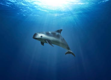 La vaquita marina lucha por continuar en el planeta