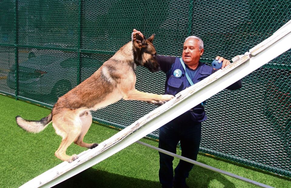 Actualmente el centro cuenta con 14 coterapeutas caninos, 10 de ellos están 100% en el lugar y cuatro visitan a los alumnos para hacer actividades. Foto: Omar Contreras / El Universal 