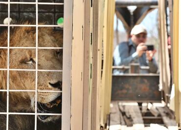 Violencia y altas temperaturas siguen afectando a animales en Culiacán; felinos sufren golpes de calor