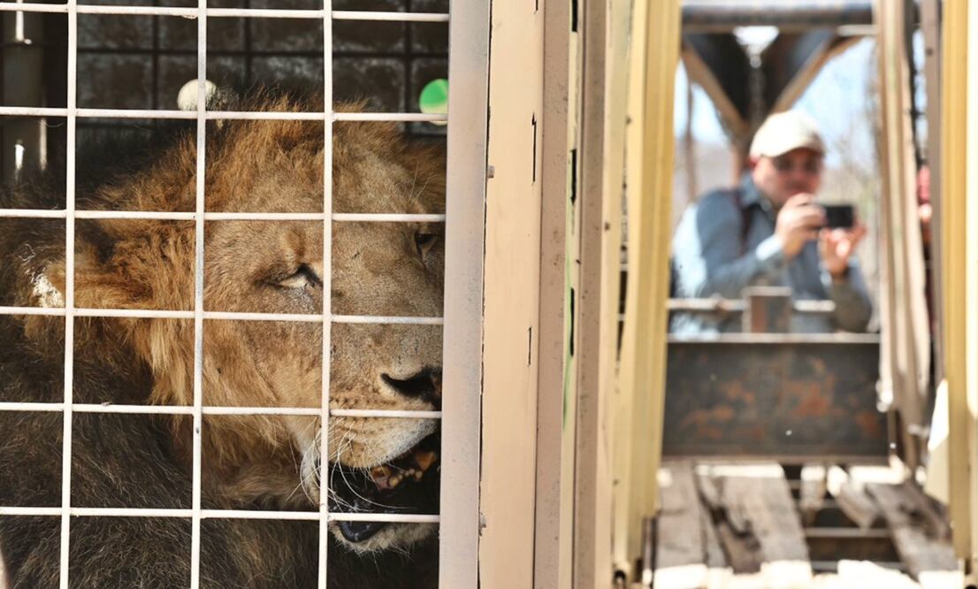 Más de 700 animales del Santuario Ostok de Culiacán se mudarán a un nuevo hogar en Mazatlán por la violencia y la falta de condiciones de seguridad. Foto: Berenice Fregoso / EL UNIVERSAL