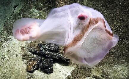 Graban encuentro con una de las medusas más insólitas de la naturaleza
