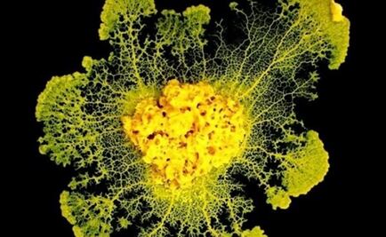 Un moho es capaz de aprender y enseñar sin cerebro