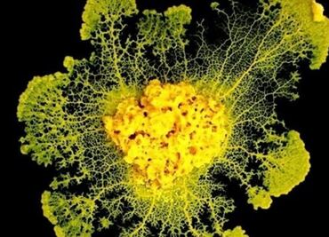 Un moho es capaz de aprender y enseñar sin cerebro