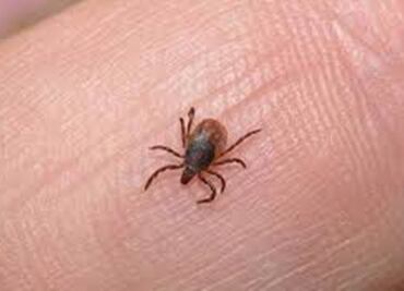 EU alerta de enfermedad transmitida por garrapata a viajeros de México