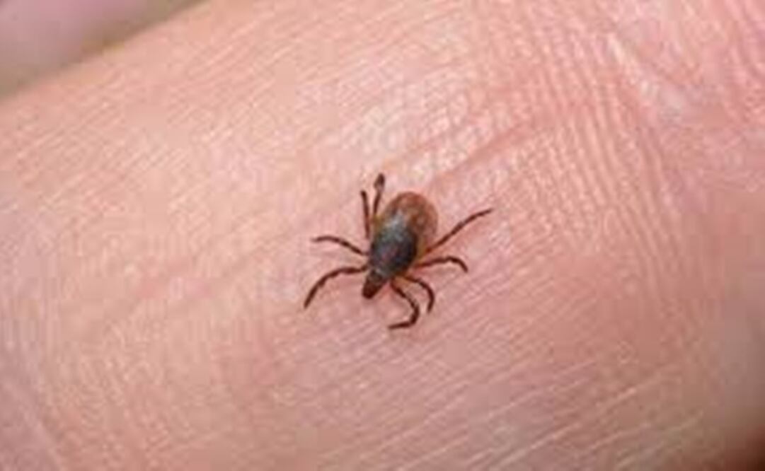 La enfermedad que se ha detectado en el norte de México es causada por una bacteria transmitida por la picadura de una garrapata que se aloja en los perros. Foto: Archivo