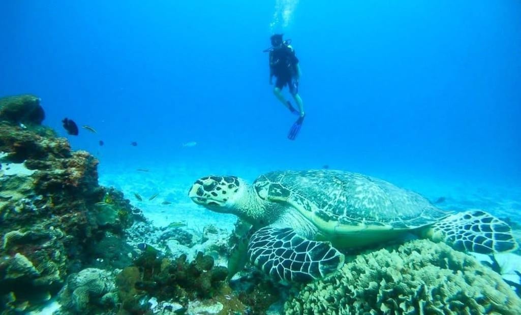 Foto: Dirección de Turismo de Cozumel