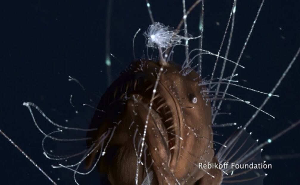 Así tiene sexo un pez parasitario del fondo del mar