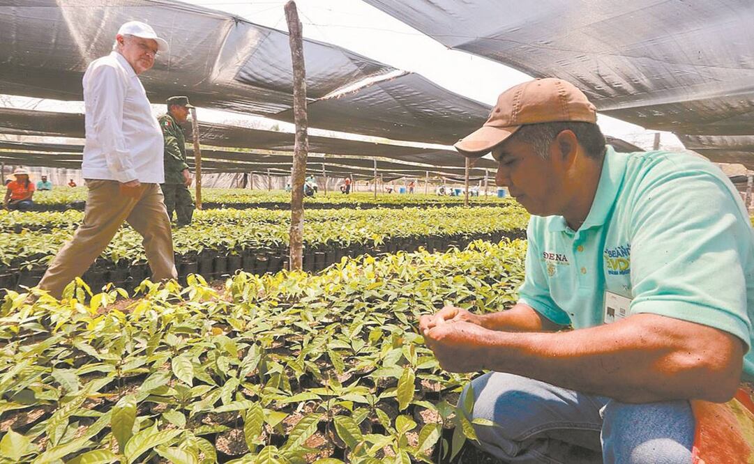El presidente Andrés Manuel López Obrador, durante una visita a un vivero de Sembrando Vida, en el ejido de Apatzingán, en Tabasco. Foto: Archivo/ El Universal.
