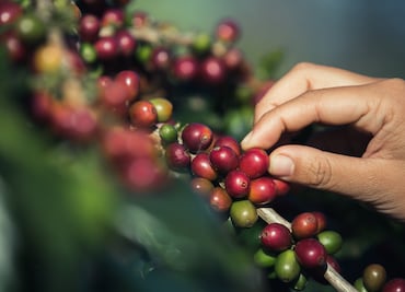 Caficultores mexicanos, afectados por la roya en sus cultivos, reciben apoyo