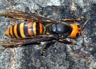 ¿Avispón asiático o abeja? Las diferencias entre estas especies