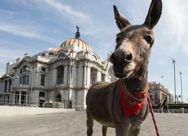 "Tribilin", el burrito mexicano que llama la atención en redes sociales