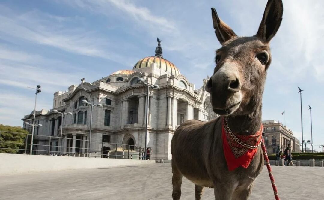 Burrito "Tribilin". Foto: Twitter. @Burrolandia_mx