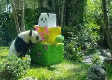 Con piñata y pastel Xin Xin panda del Zoológico de Chapultepec celebra su cumpleaños 33