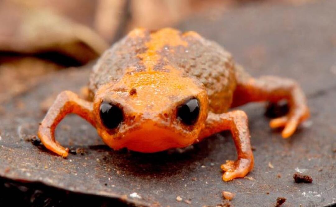 Especies han sufrido mucho por la pérdida de hábitat. Foto: EFE