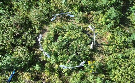Plantas se adaptan mejor de lo esperado al cambio climático