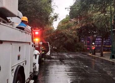 Temporada de lluvias: Así puedes reportar en CFE si se va la luz por caída de un árbol o fuertes vientos