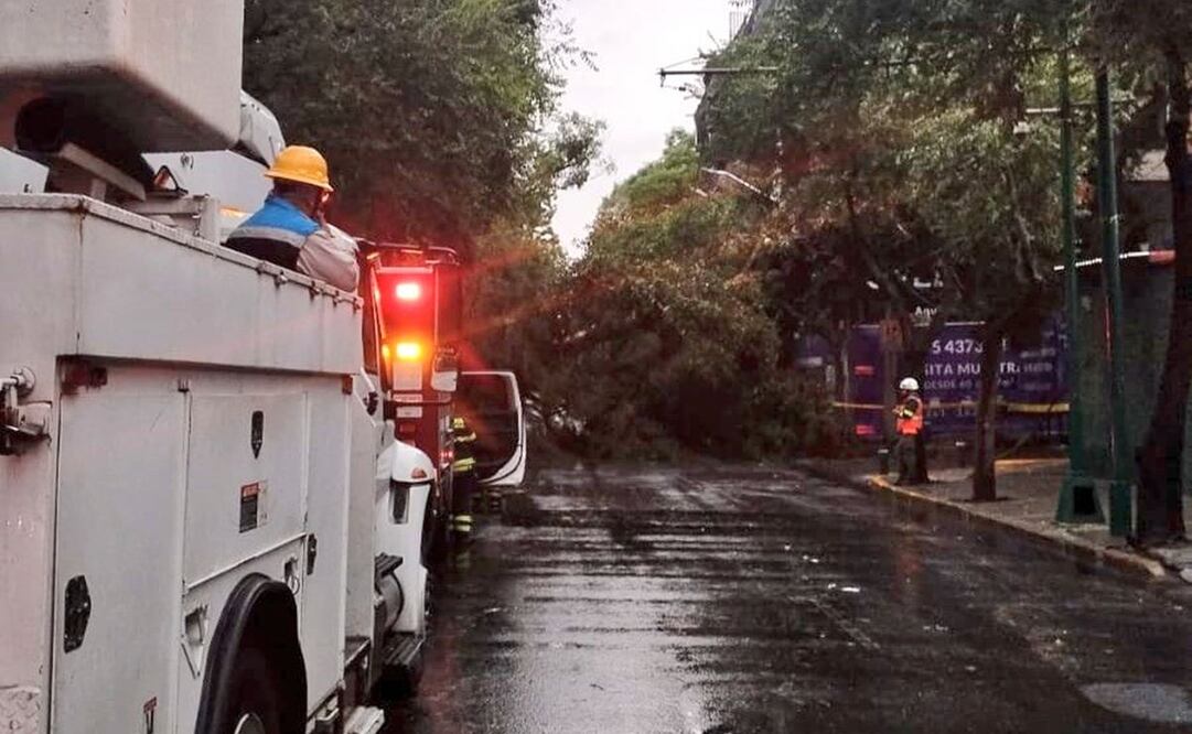 Se reportó la caída de un árbol debido a las fuertes lluvias y vientos de esta tarde. Foto: Tomada de la cuenta de X de @SGIRPC_CDMX