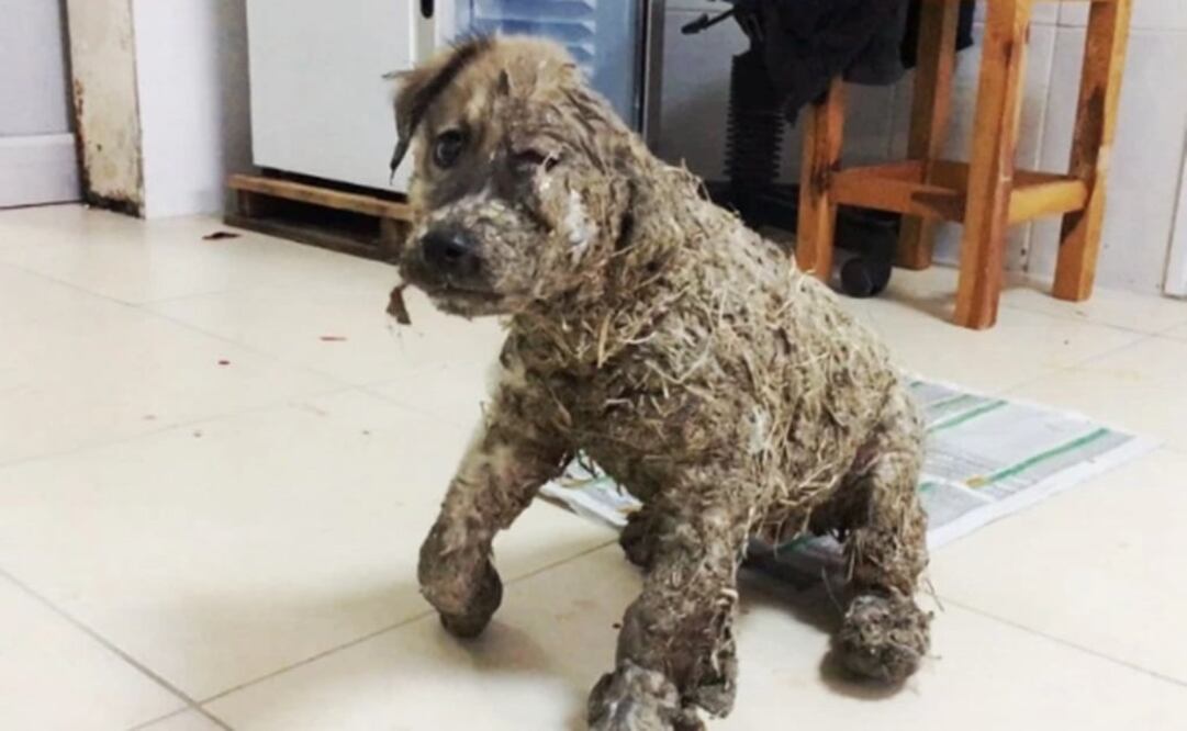 (Foto: heartofrescuetr.org/)