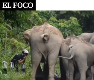 El Foco: Motociclista acorralado por una manada de paquidermos