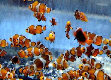 Hallan especies marinas únicas en el mundo en islas chilenas