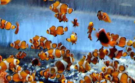 Hallan especies marinas únicas en el mundo en islas chilenas