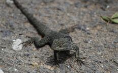 ¿Qué significa que aparezcan lagartijas y salamanquesas en una casa nueva?