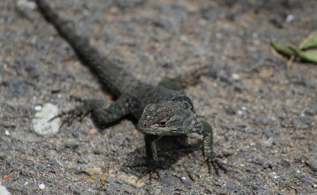 Lagartija de collar. (Foto: Montserrat Peralta/El Universal)