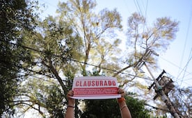 Realizan clausura simbólica de construcción cercana al árbol Eugenio; denuncian riesgo para su bienestar 