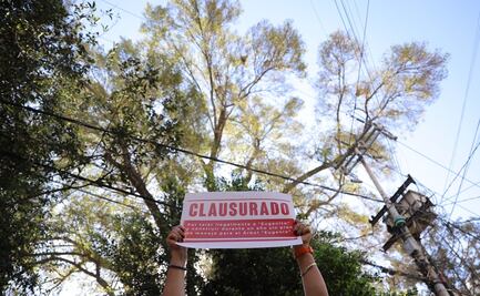 Realizan clausura simbólica de construcción cercana al árbol Eugenio; denuncian riesgo para su bienestar