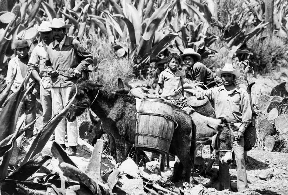 La planta de los paisajes mexicanos