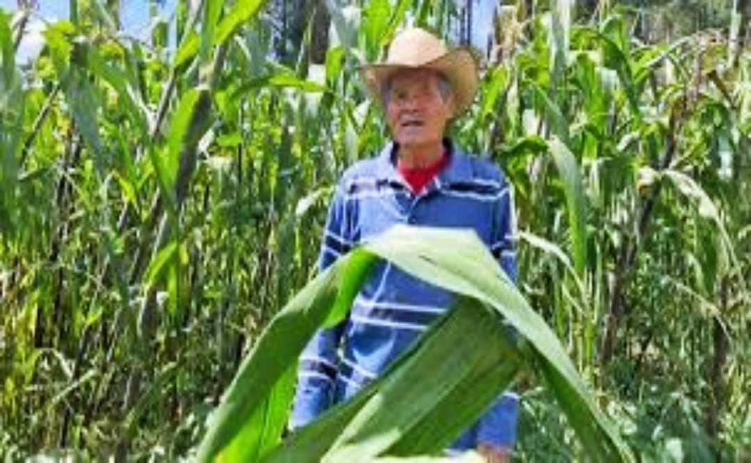 Pobreza extrema en el campo; Oaxaca encabeza la crisis de jornaleros agrícolas. Foto: Especial