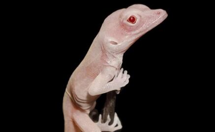 El lagarto albino, primer reptil modificado genéticamente