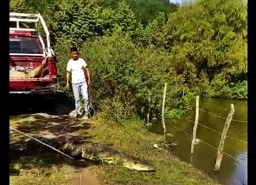 Video. Atrapan a cocodrilo de tres metros en Altamira