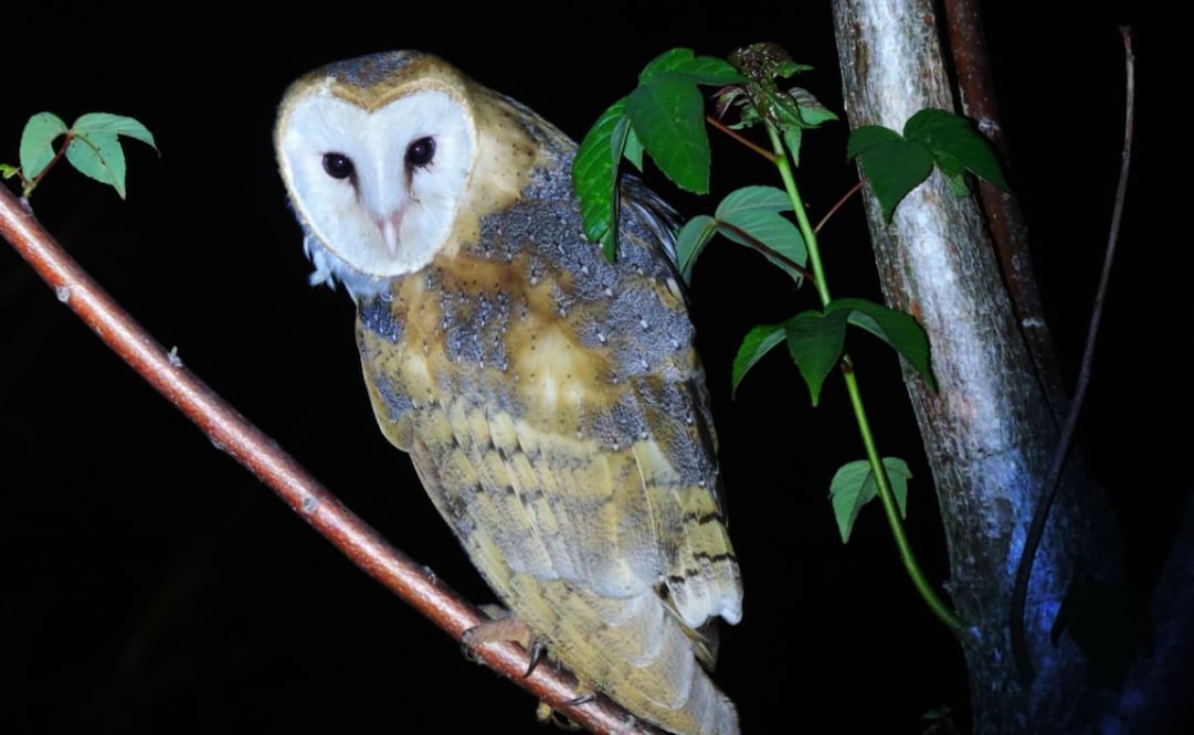 Lechuza de campanario (Tyto alba) en Los Tuxtlas, al sur del estado de Veracruz. Foto: Francisco Ramírez/Conanp