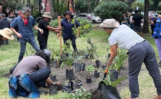 Reforestan Plaza Pentathlón; plantan árboles y jardines polinizadores en la Roma Sur