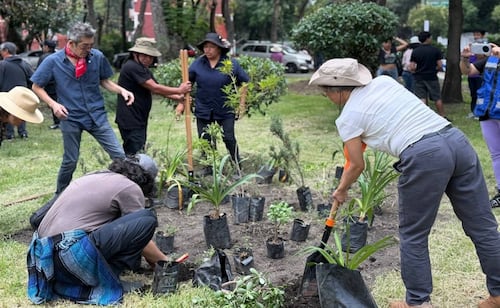 Plaza Pentathlón Reforested with Trees and Pollinator Gardens in Roma Sur