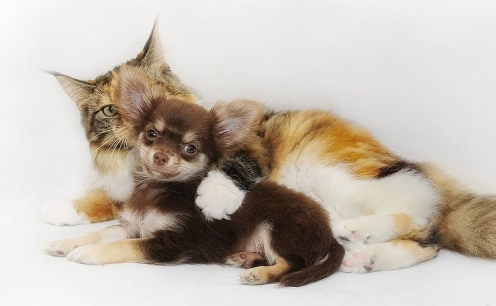 Perros y gatos. Fuente: Pixabay