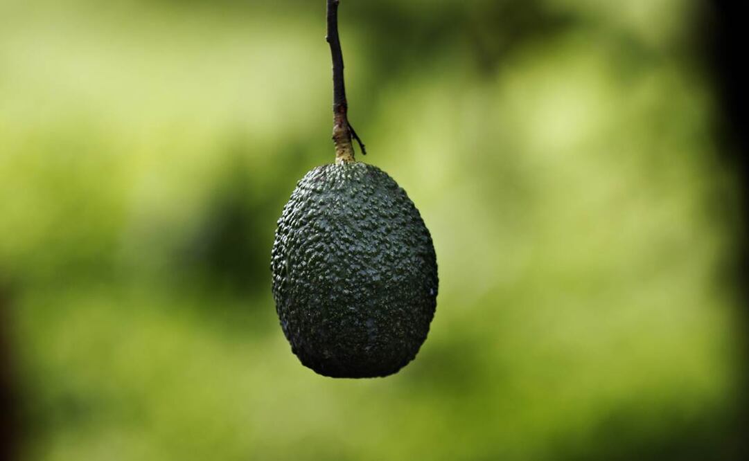 Un aguacate cuelga de un árbol en un huerto cerca de Ziracuaretiro, Michoacán. El 43% de las exportaciones mundiales de aguacate procede de México, en su mayoría de Michoacán. (AP Fotos/Marco Ugarte)