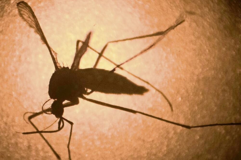 El zika provocó un debate sobre si deben postergarse los Juegos (ARCHIVO. EL UNIVERSAL)