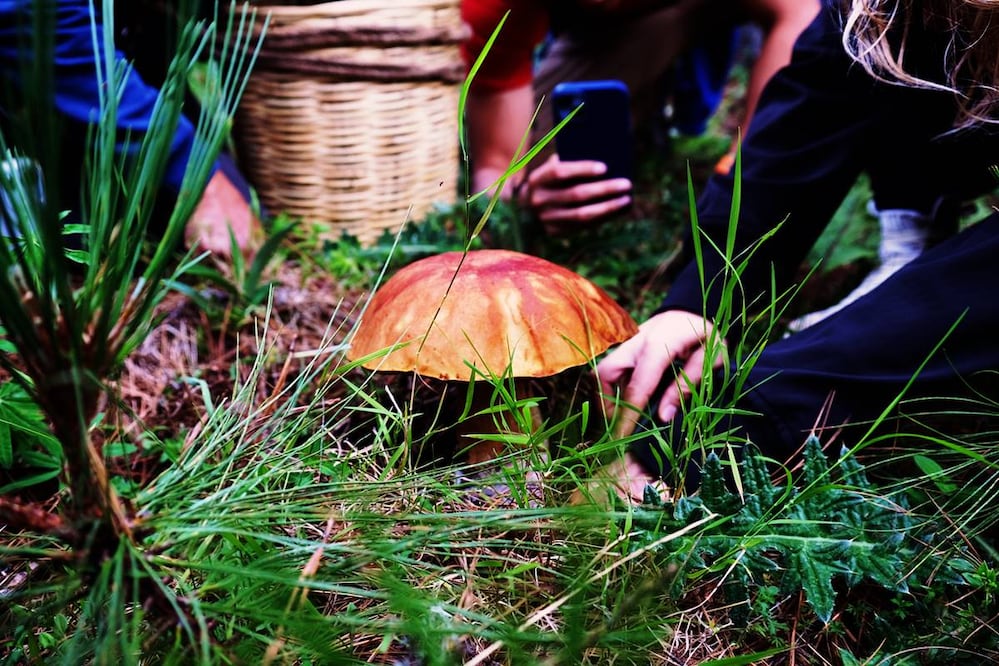 Foto: Fungi People