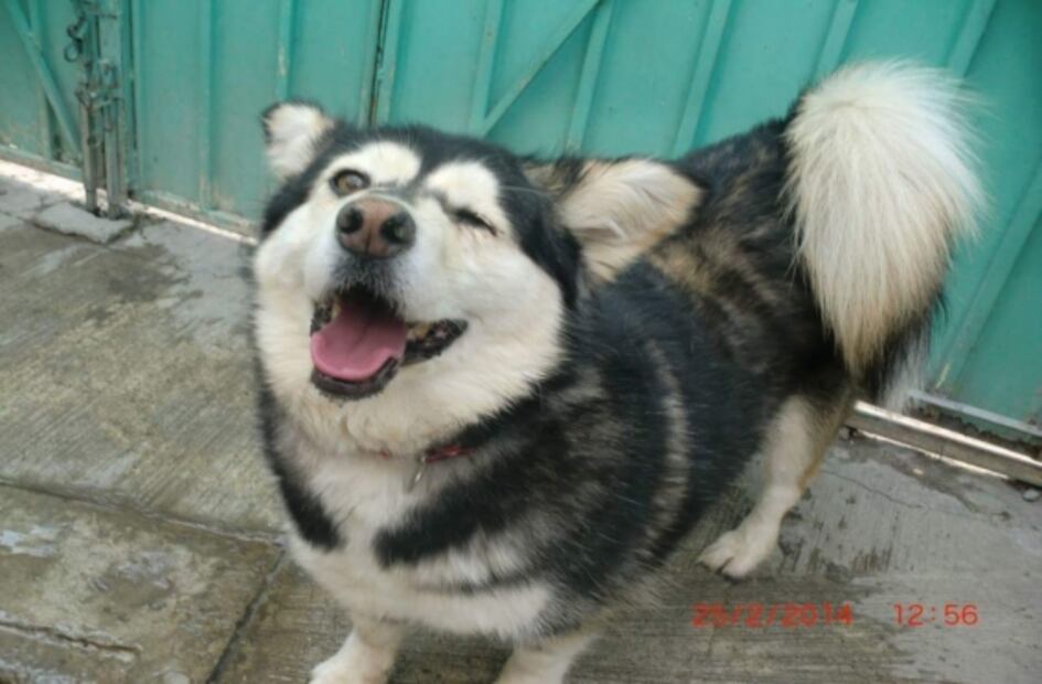 Perros y gatos, los más maltratados en CDMX