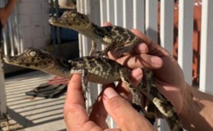 Rescatan 39 cocodrilos que eran transportados ilegalmente en una hielera en Chiapas