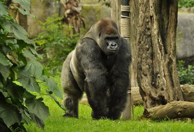 Cesan a funcionario vinculado a muerte del gorila Bantú