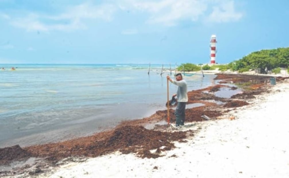 Qué pasa si nadas en una playa con sargazo