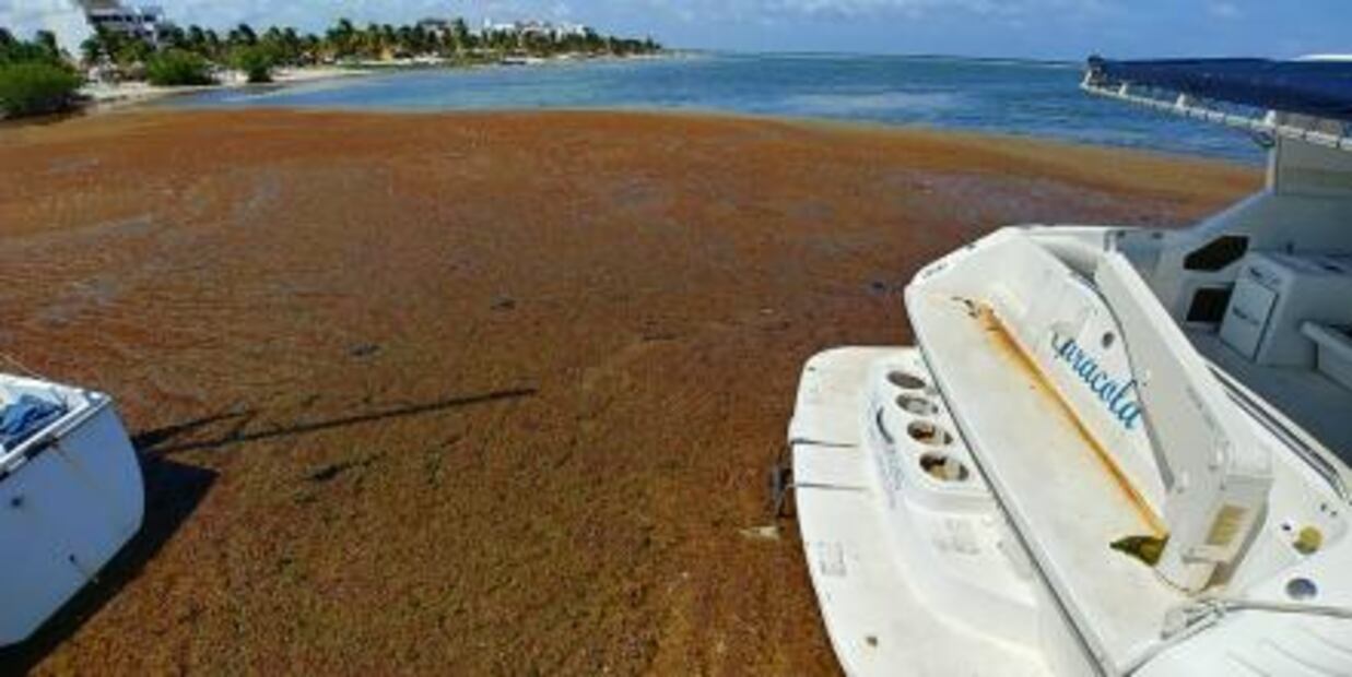 Aqueja sargazo 5 km de costas de Mahahual