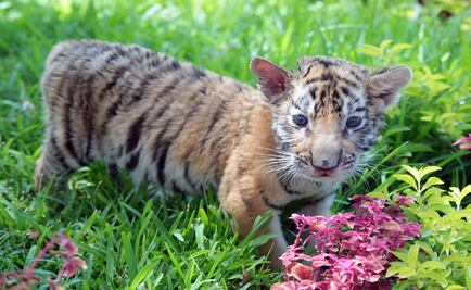 Dos cachorros de tigre de Bengala, nueva atracción del parque La Postora 