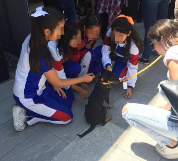 "Uno menos en la calle" busca concientizar sobre adopción de perros y gatos