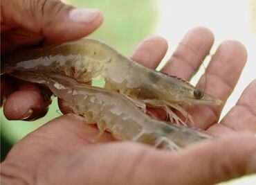 Tamaulipas aplica mano dura a pescadores que violen veda de camarón