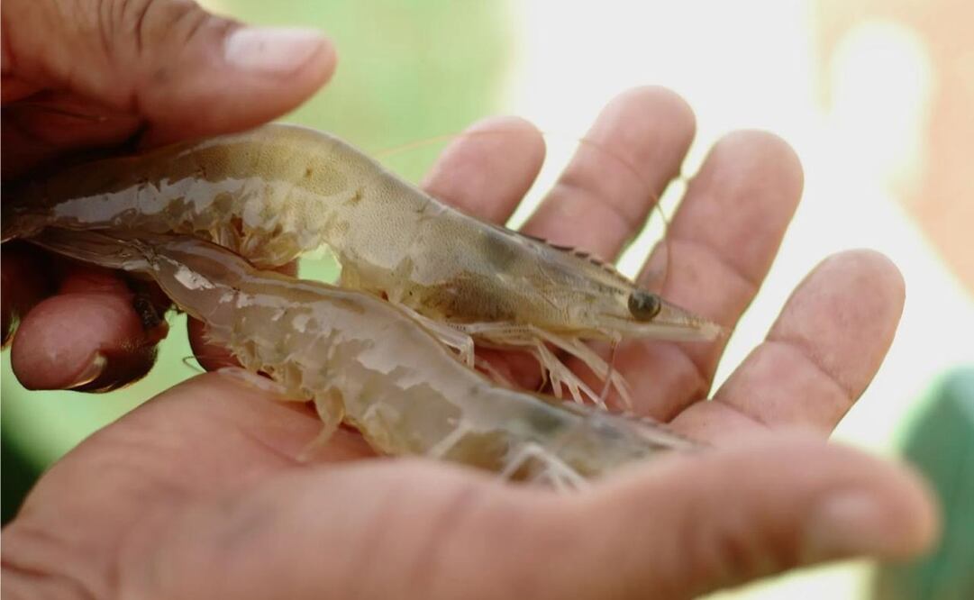 Severas sanciones se aplicarán a los pescadores que violen la veda de Camarón. Foto: especial